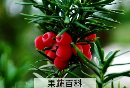 红豆杉树叶有什么作用与功效