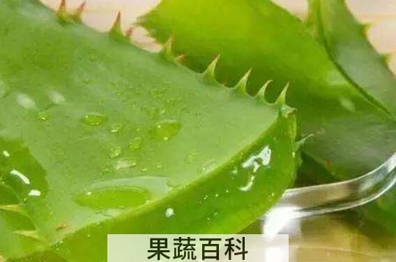 芦荟汁的功效与作用 芦荟汁喝了有什么好处