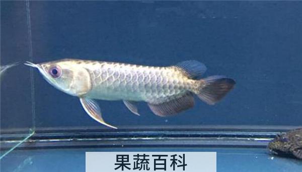 黑鱼有鳞吗