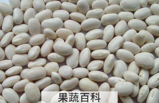 白芸豆的功效与禁忌