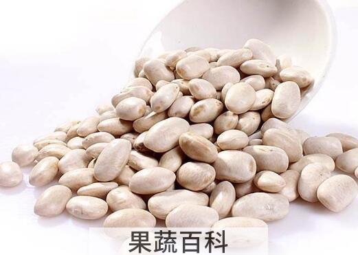 白芸豆的功效与禁忌