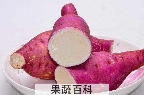 白心红薯的功效与作用 吃白心红薯的好处