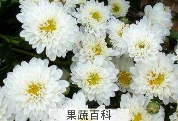贡菊和胎菊的区别