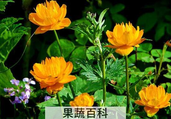 金莲花的功效与作用 金莲花的禁忌