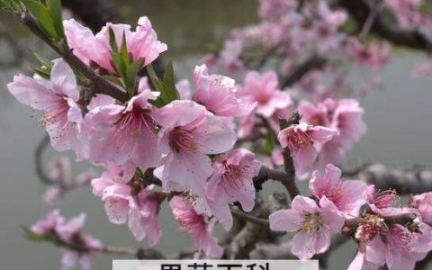 桃花精华的功效与作用