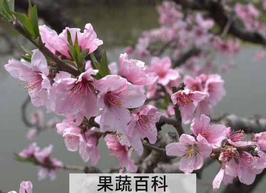 桃花精华的功效与作用