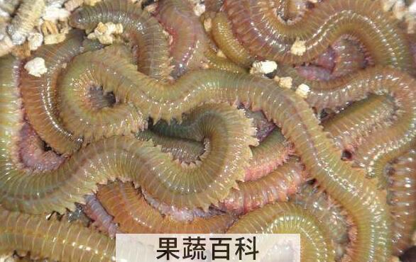 沙蚕的功效与作用 沙蚕的营养价值
