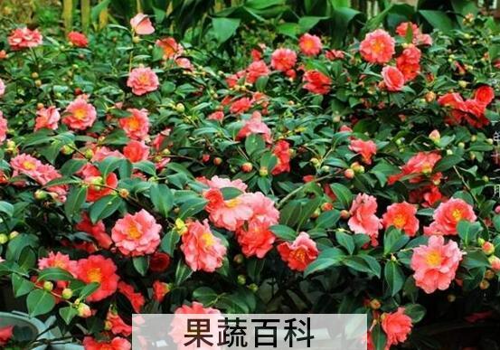 茶梅的养殖方法 养殖茶梅要注意什么