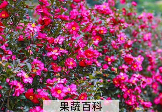 茶梅的养殖方法 养殖茶梅要注意什么