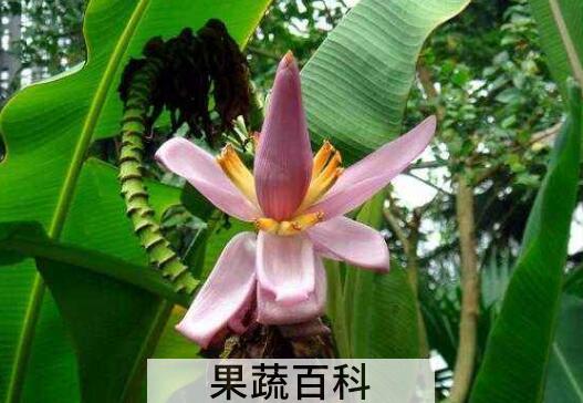 芭蕉花的功效与作用 芭蕉花怎么吃