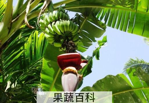芭蕉花的功效与作用 芭蕉花怎么吃