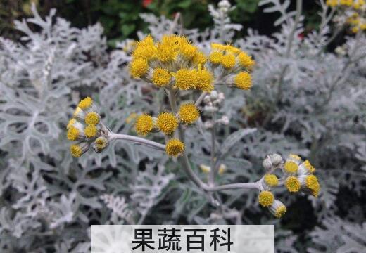 芙蓉菊的功效和作用