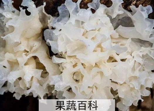 白木耳的功效与作用 白木耳怎么吃最好