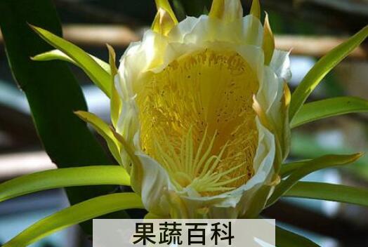 霸王花的功效与作用 霸王花的营养价值及药用价值