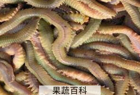 干沙蚕怎么食用 干沙蚕的吃法
