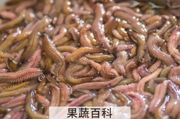 干沙蚕怎么食用 干沙蚕的吃法