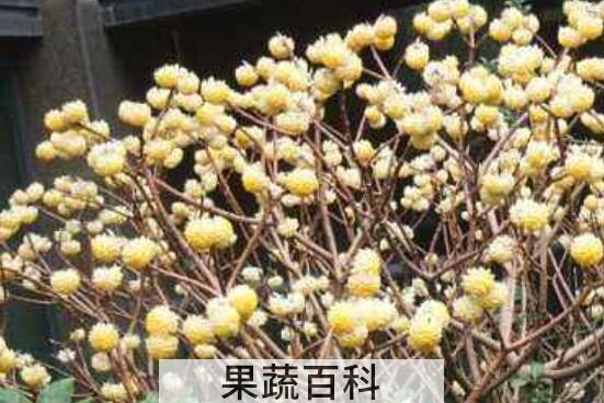 结香花的功效与作用 结香花的禁忌