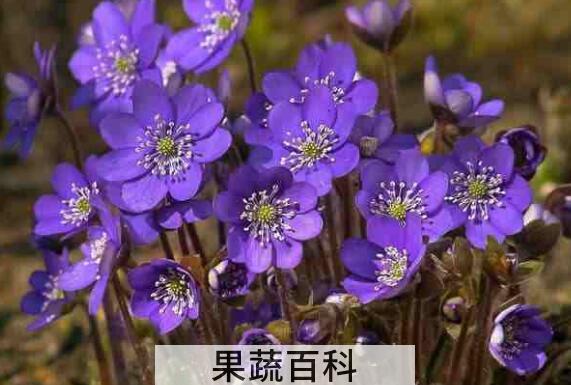 紫罗兰的功效与作用及禁忌