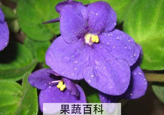 紫罗兰的功效与作用及禁忌