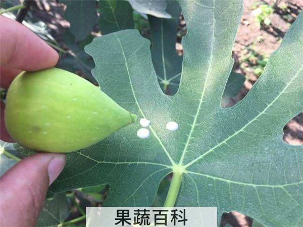 无花果白色汁液的作用