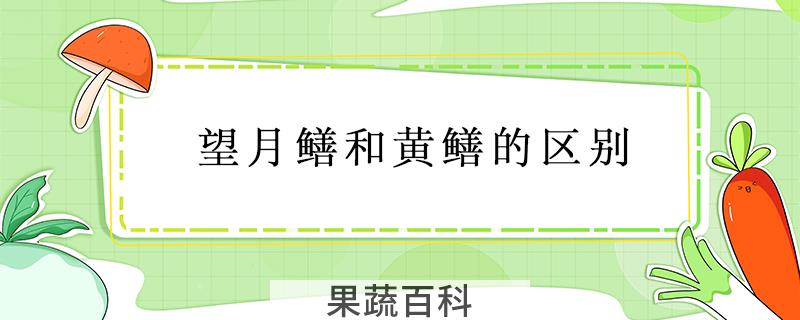 望月鳝和黄鳝的区别