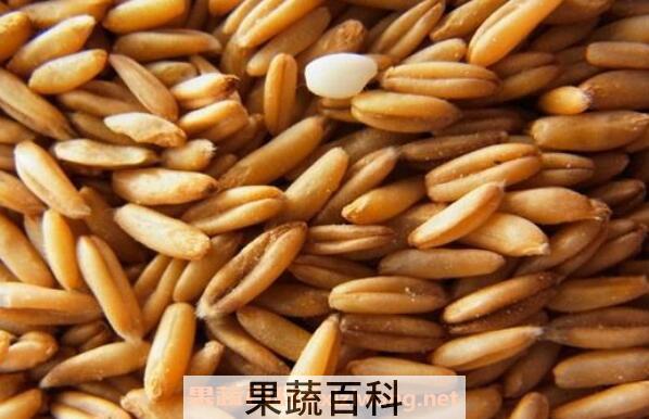 莜麦的功效与作用 吃莜麦的好处