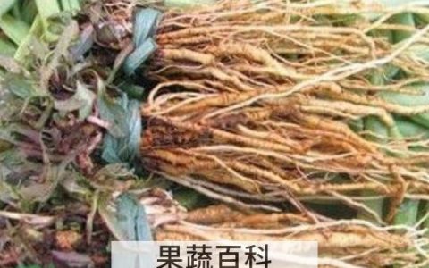 苦菜根茶如何做 苦菜根茶的制作方法