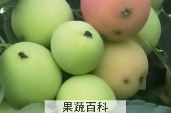 柰子和李子的区别