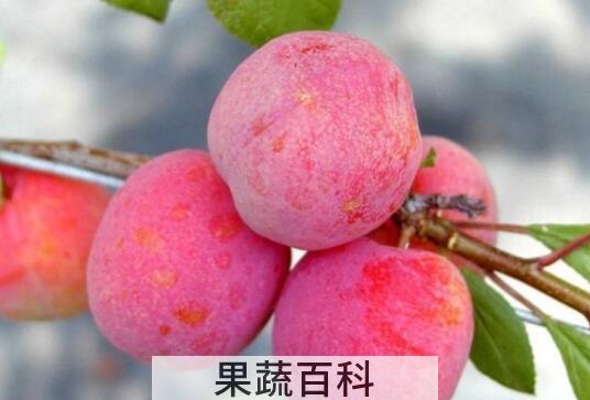 柰子和李子的区别
