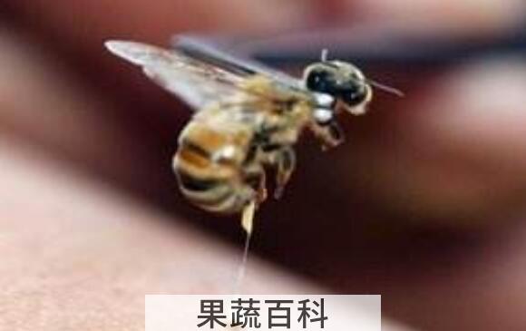 蜂毒的作用及功效