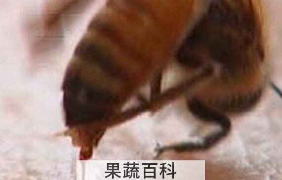 蜂毒的作用及功效