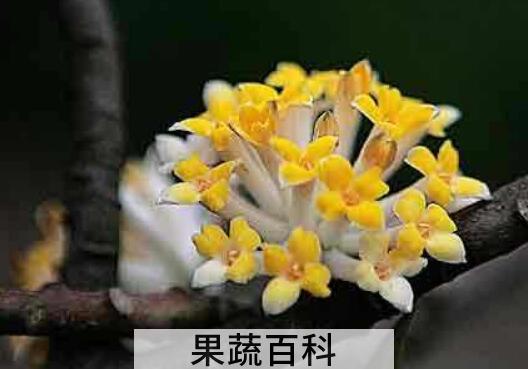 结香花的风水和禁忌