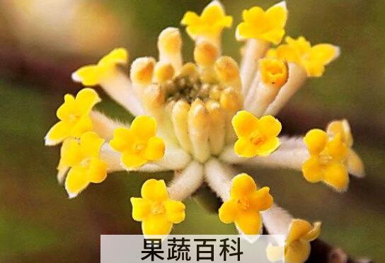 结香花泡水喝的功效与作用