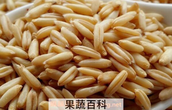莜麦粒是什么 莜麦粒怎么吃