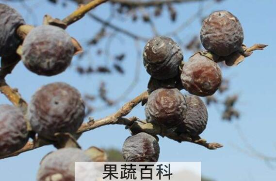 小柿子软枣的功效与作用及食用方法