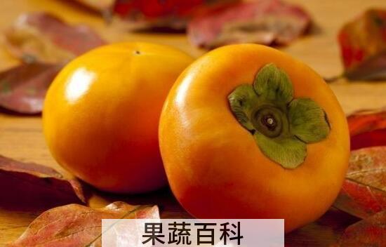 野柿子的功效与作用 野柿子怎么吃好