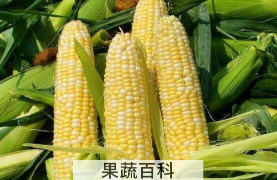 玉米的热量高吗 为什么减肥不建议吃玉米