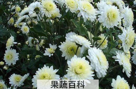 杭菊花和胎菊花的区别 胎菊花的功效与作用