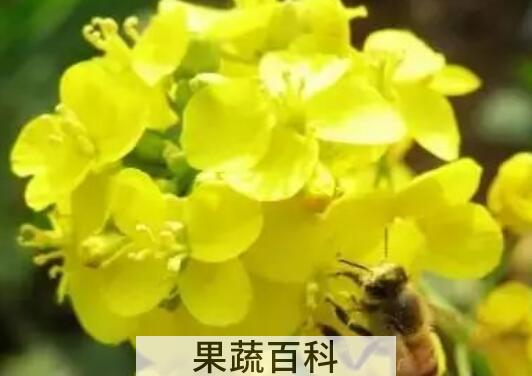 芥花与油菜花的区别 油菜花的功效与作用