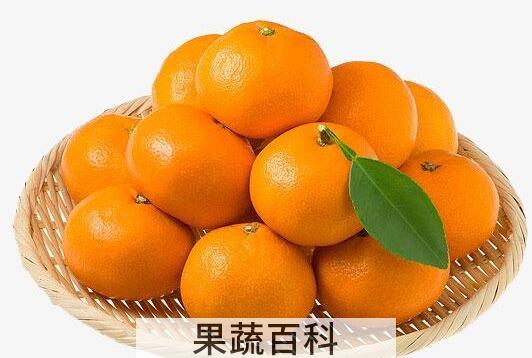 蜜桔的功效与作用 蜜桔的禁忌
