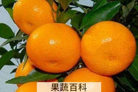 吃蜜桔有什么好处和作用
