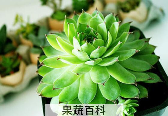 夏必死的多肉名单 多肉夏必死排行榜