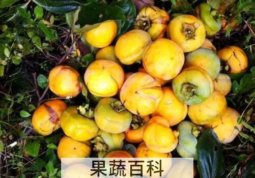 野柿子怎么处理才能吃