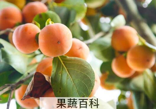 野柿子怎么处理才能吃