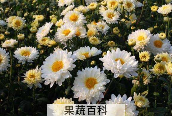 毫菊和杭白菊的区别