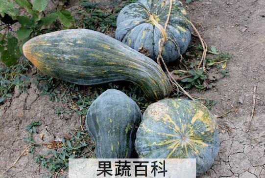 方瓜和南瓜的区别 方法的食用方法