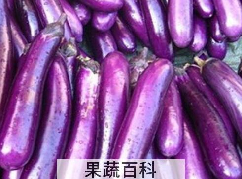 紫茄子的功效与作用