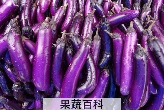 紫茄子的功效与作用