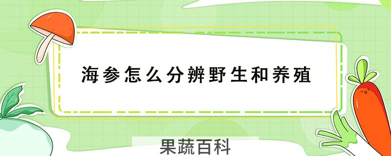 海参怎么分辨野生和养殖
