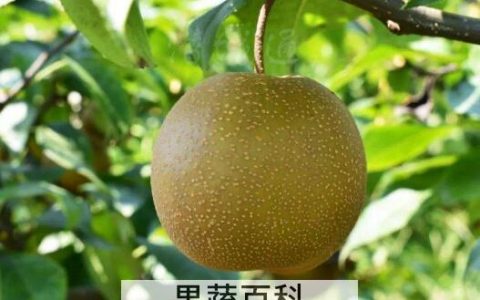 麻梨的功效和作用